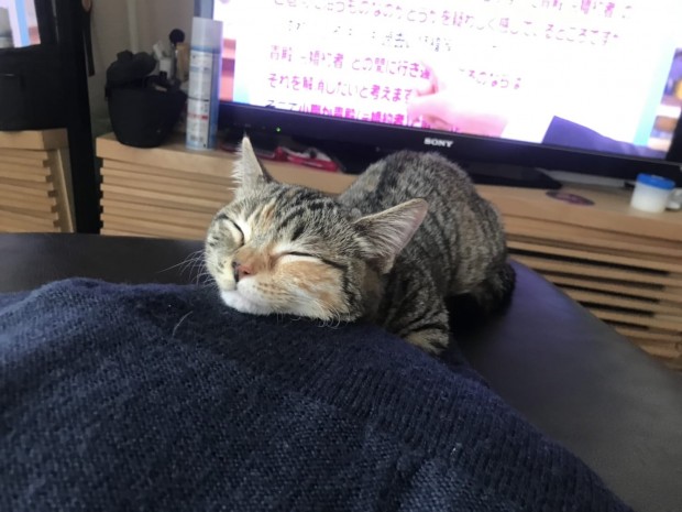 ここちゃん5
