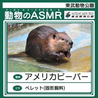 Asmrの新境地 動物のワイルド咀嚼音を東武動物公園がline Musicで配信 Kai You Net