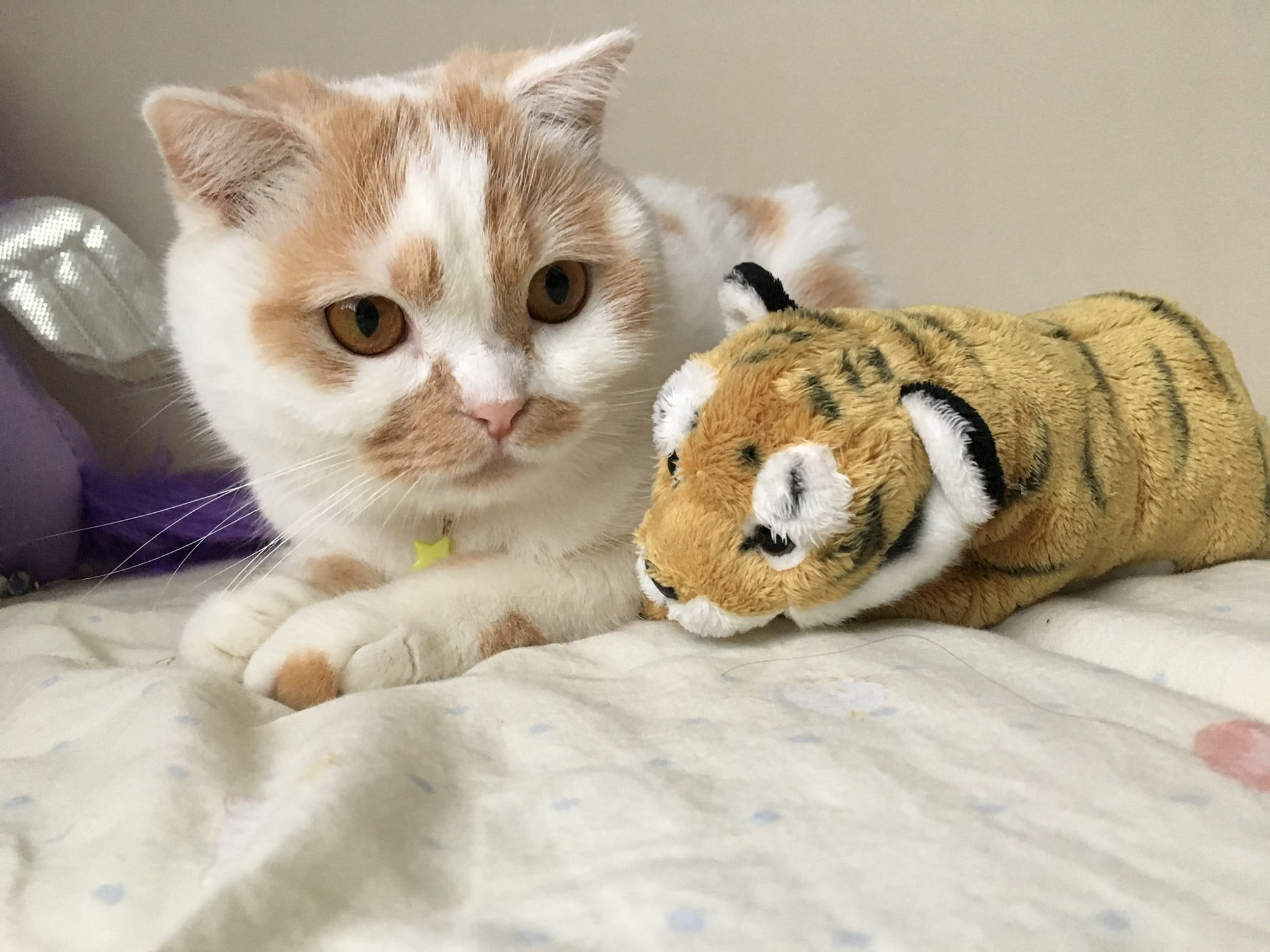 ねこ休み展 春 2018 / ホイ主_3