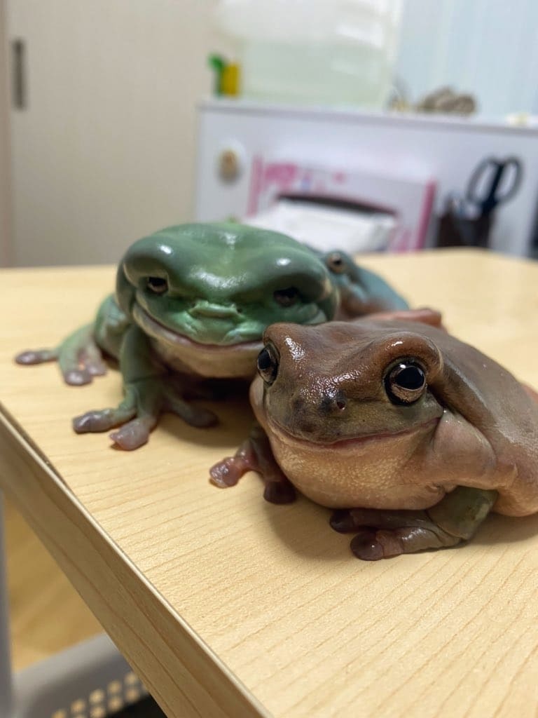 エスティマさんとカレーさん