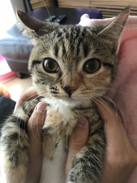 ここちゃん8