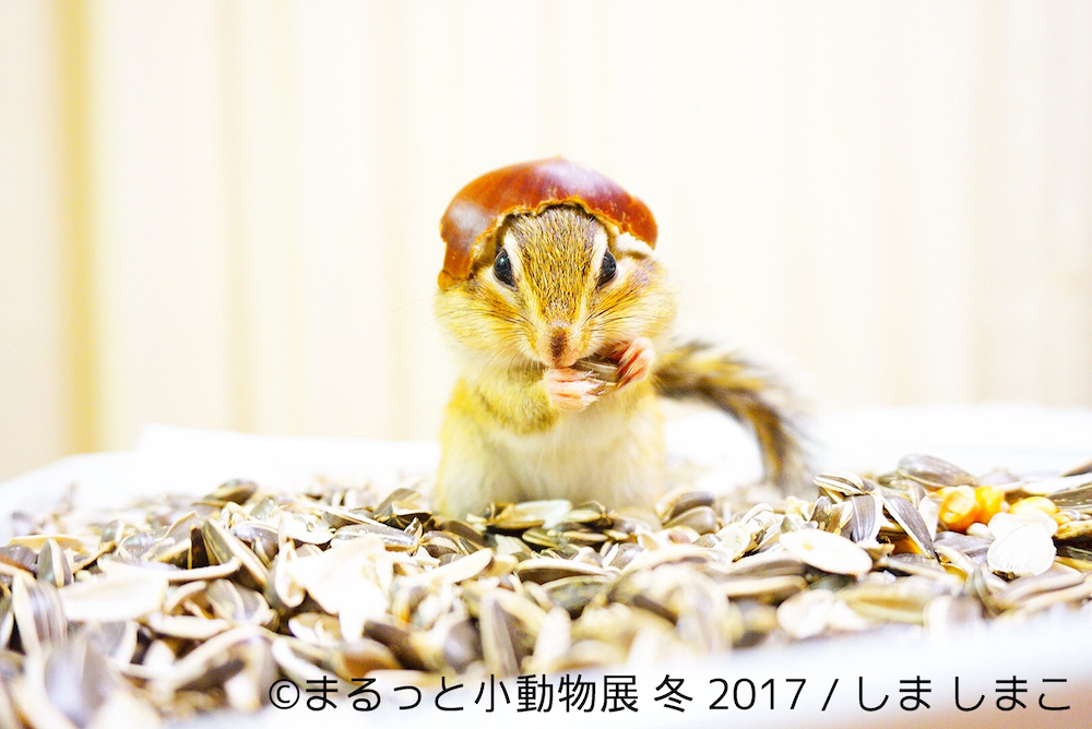 まるっと小動物展 冬 2017