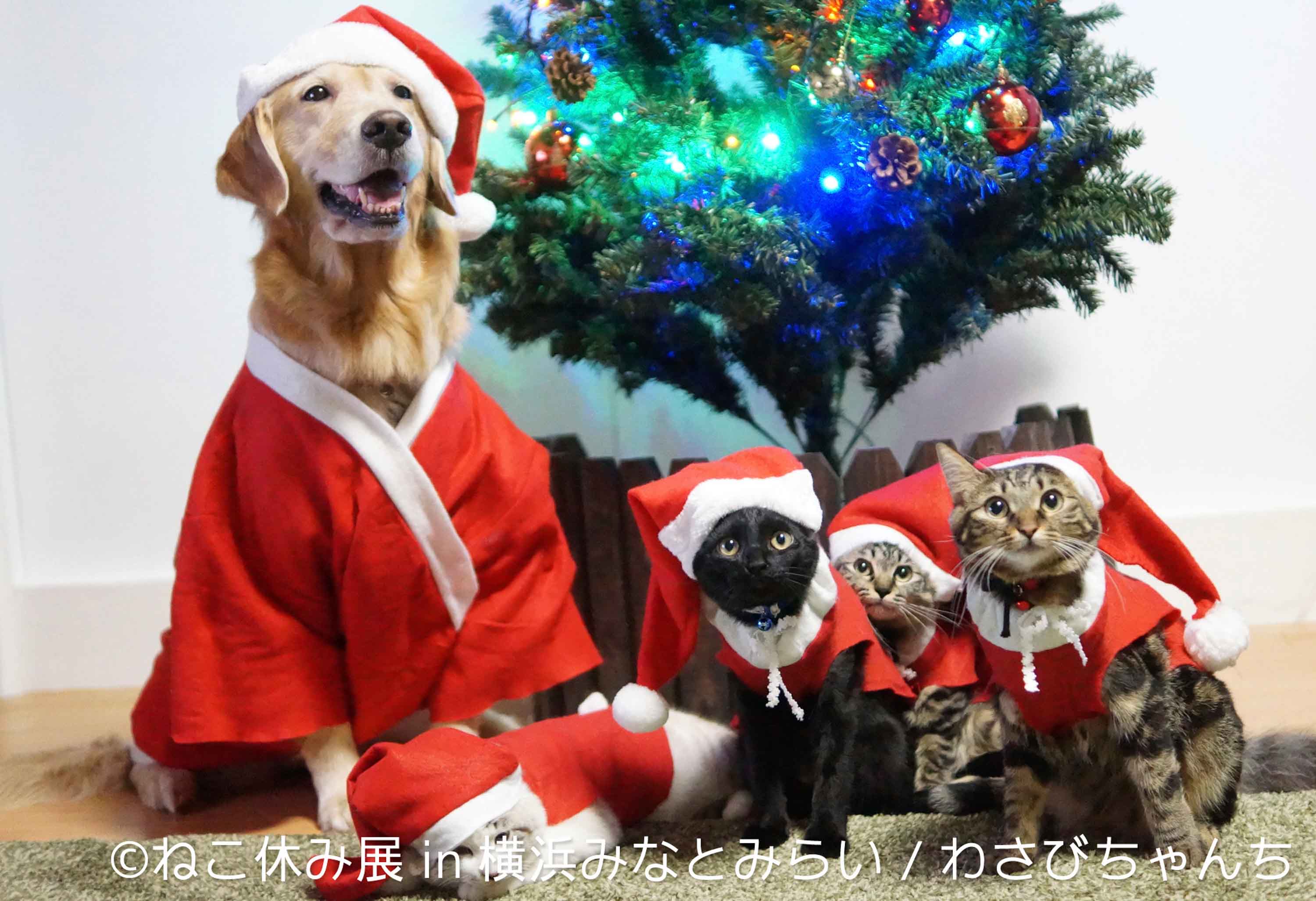 わさびちゃんちさん