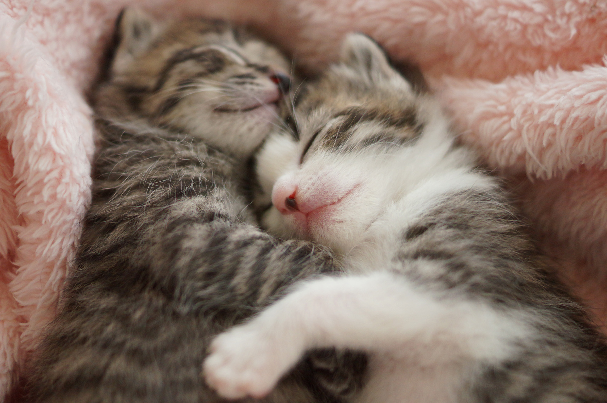 わさびちゃんち