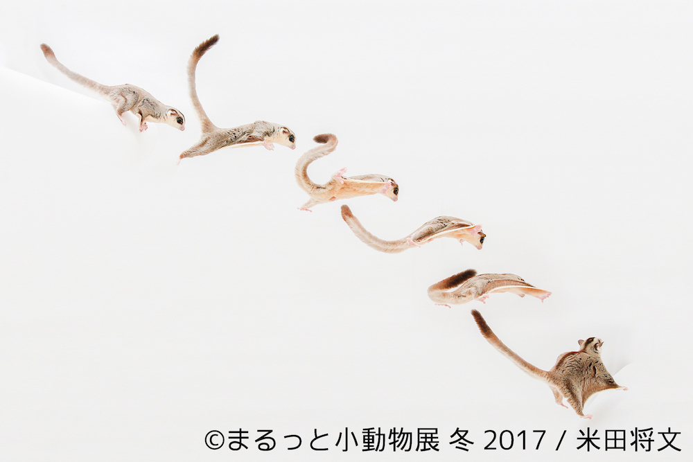 まるっと小動物展 冬 2017