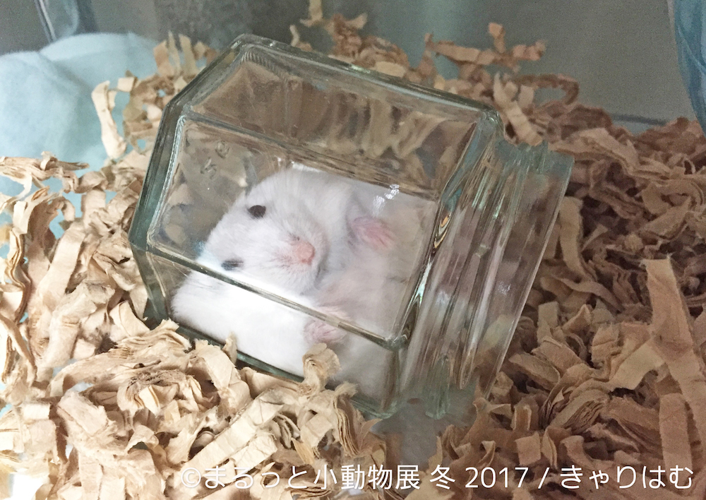まるっと小動物展 冬 2017