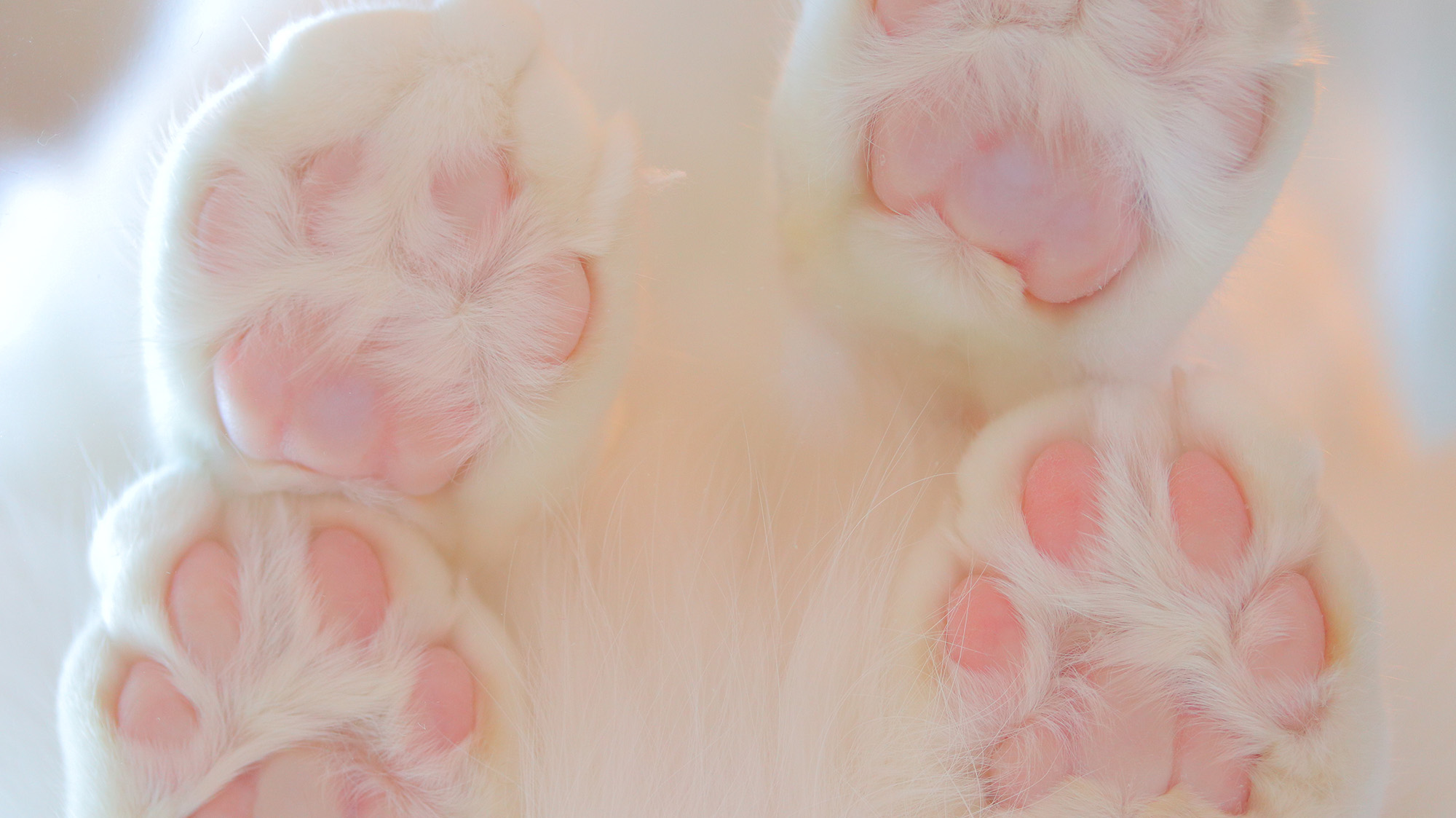 ねこ休み展 春 2018 / 瀬戸にゃんちさ_2