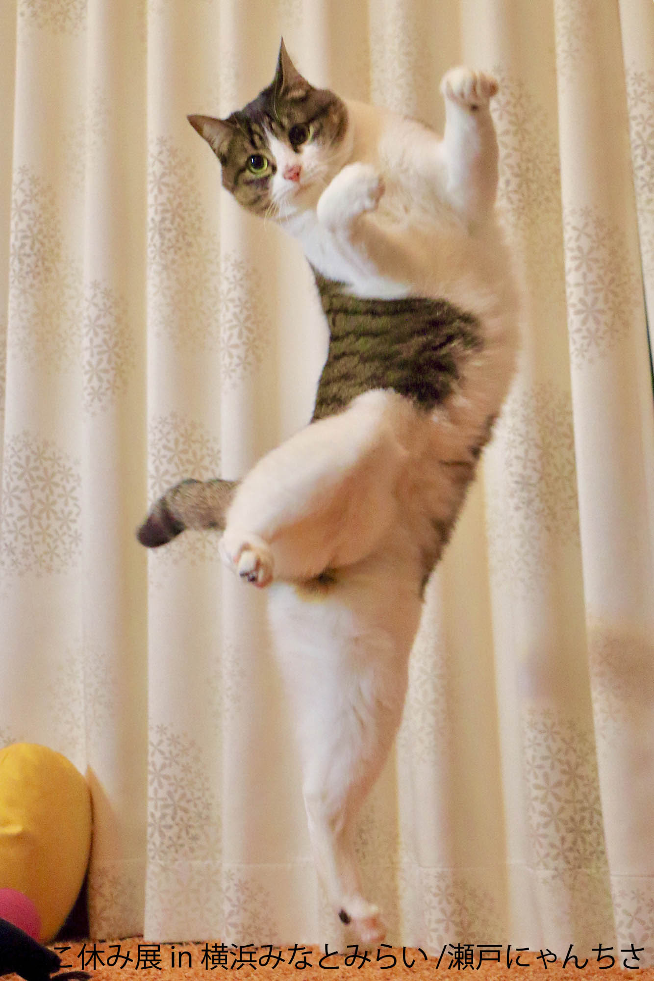 瀬戸にゃんちさ_2