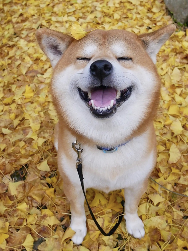 べりやんのおかん