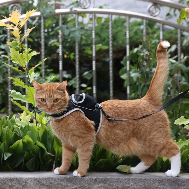 Stray X Travel Cat Harness &amp; Leash Set Limited-Edition／画像はTravel Cat販売サイトより