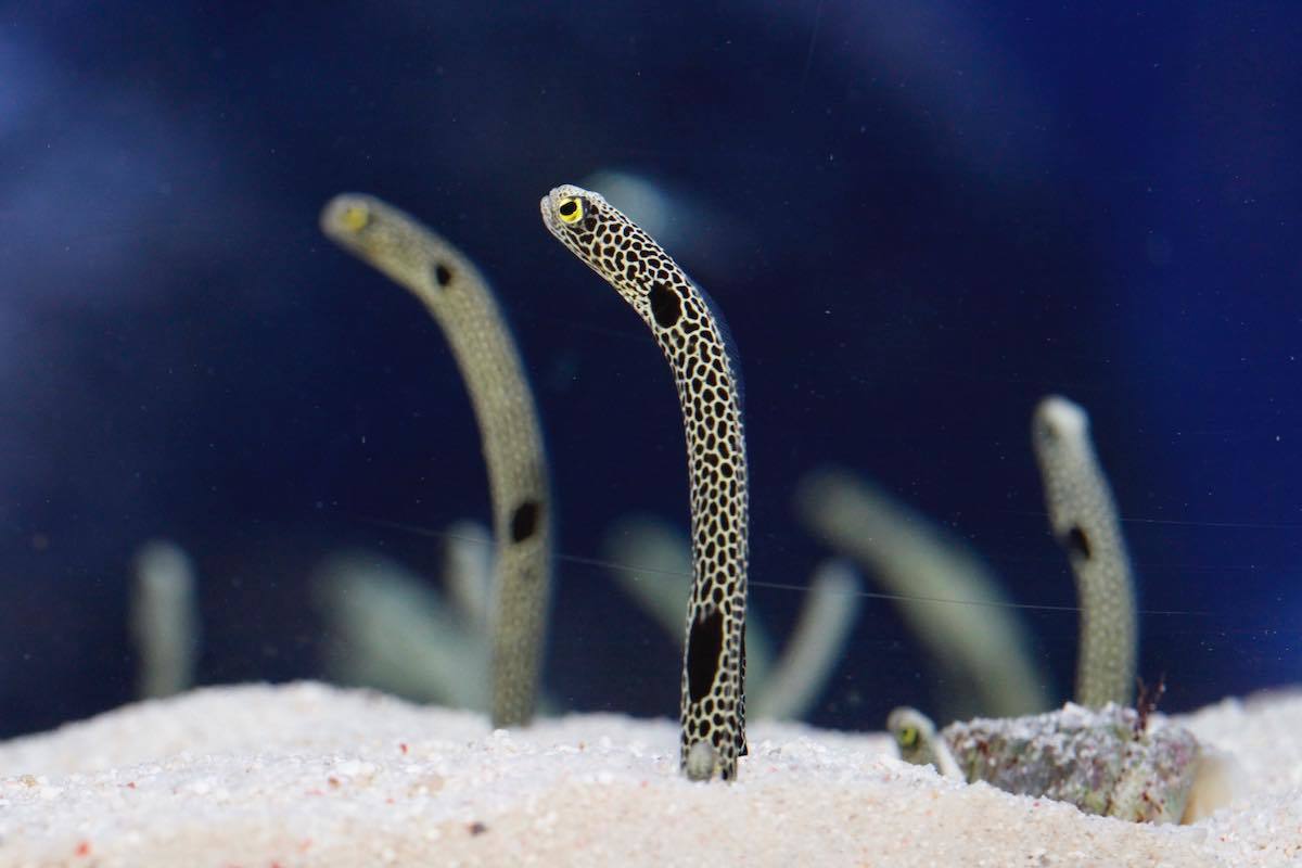 すみだ水族館のチンアナゴ