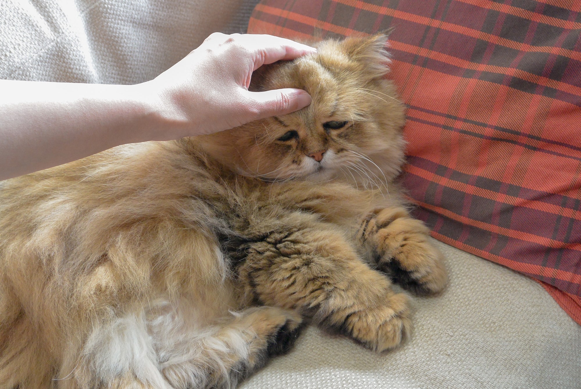 ねこ休み展 春 2018 / 牧野直樹_2