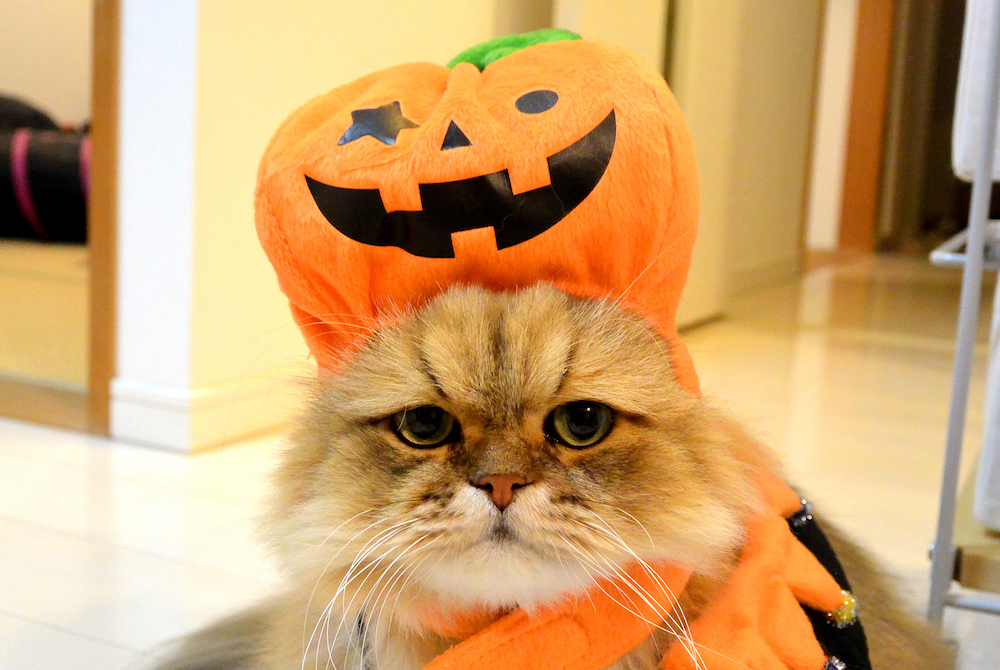 (C)ねこ休み展in大阪 / 牧野直樹