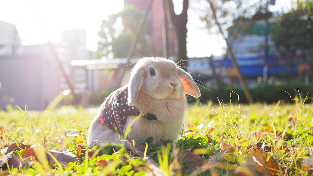 (C)うさぎしんぼる展 in 名古屋／きっふぃー