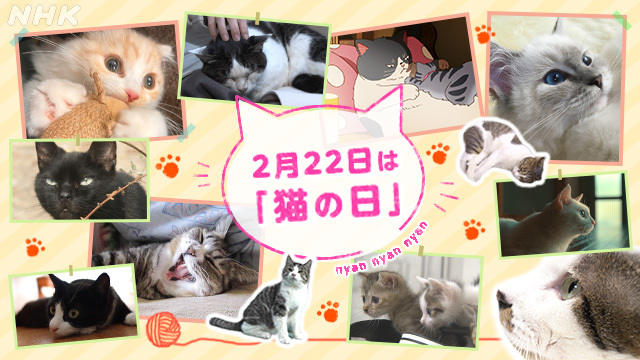 NHK 猫の日 特集