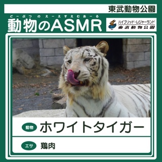 Asmrの新境地 動物のワイルド咀嚼音を東武動物公園がline Musicで配信 Kai You Net