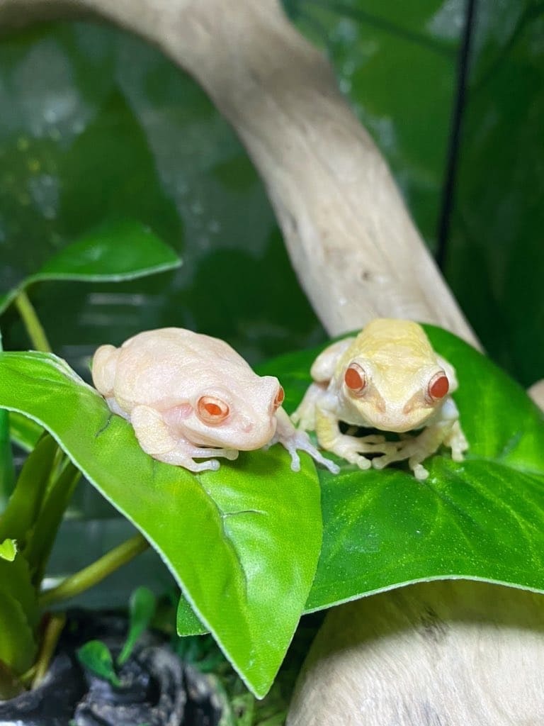 アルビノのアマガエル