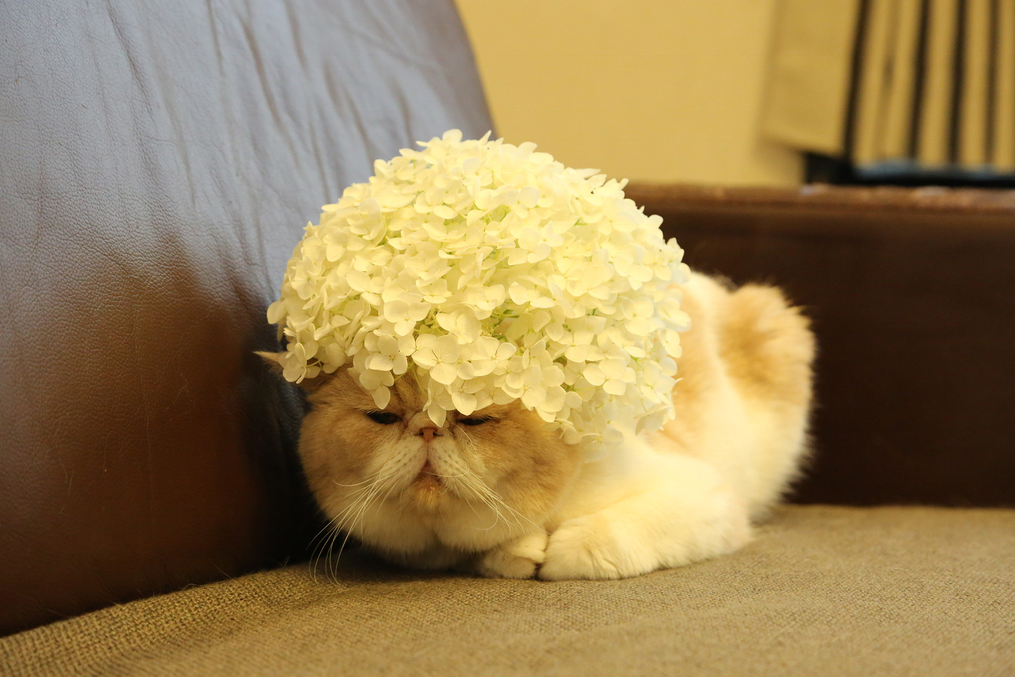 ネズミイロのネコとバニラ