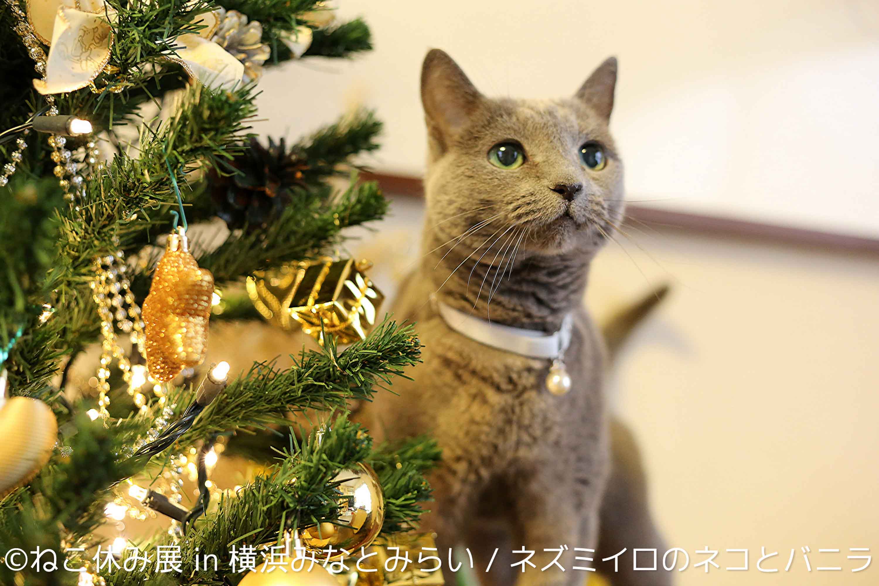 ネズミイロのネコとバニラさん