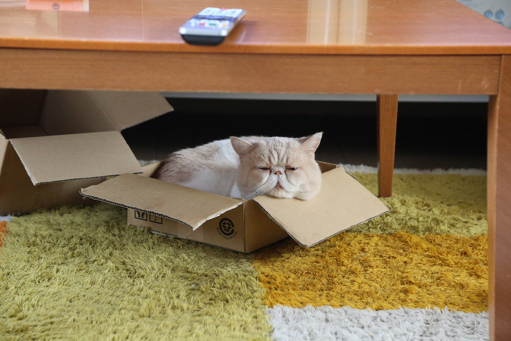 (C)ねこ休み展in大阪 / ネズミイロのネコとバニラ