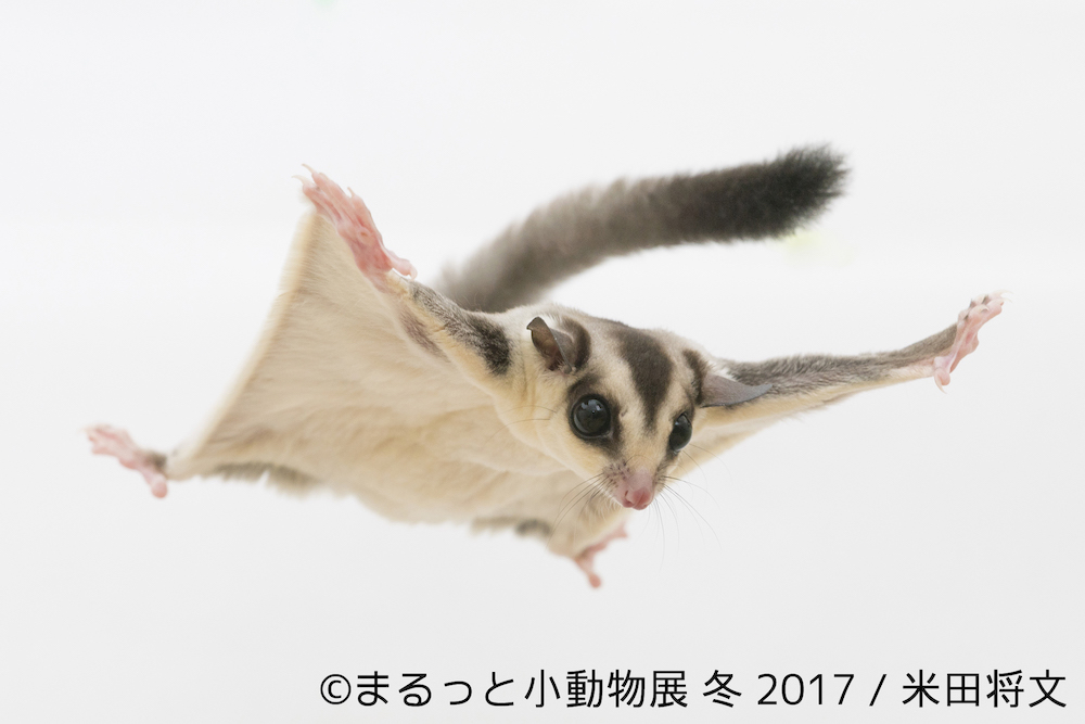 まるっと小動物展 冬 2017