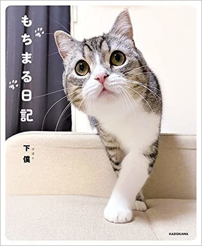 画像2: YouTubeで最も視聴された猫　「もちまる日記」もち様がギネス認定