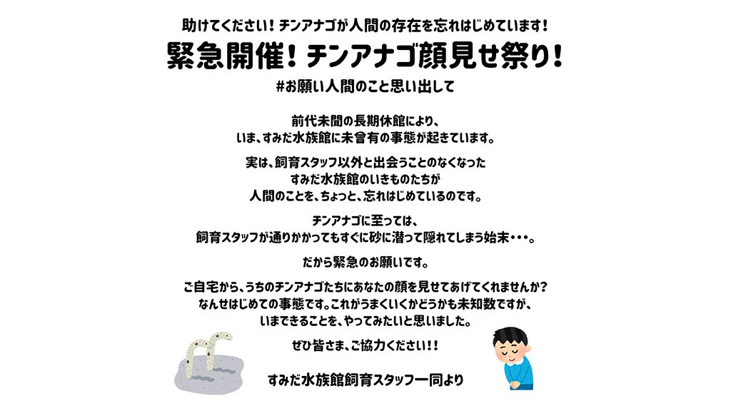 チンアナゴ顔見せ祭り！