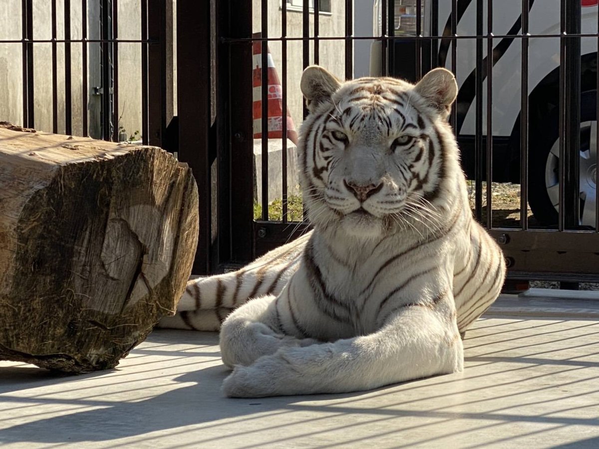 東武動物公園 ホワイトタイガー www.oldsiteesamc.york.digital