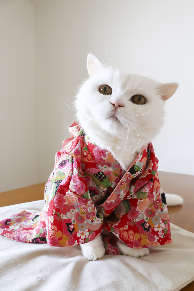 (C)ねこ休み展in大阪 / JOE