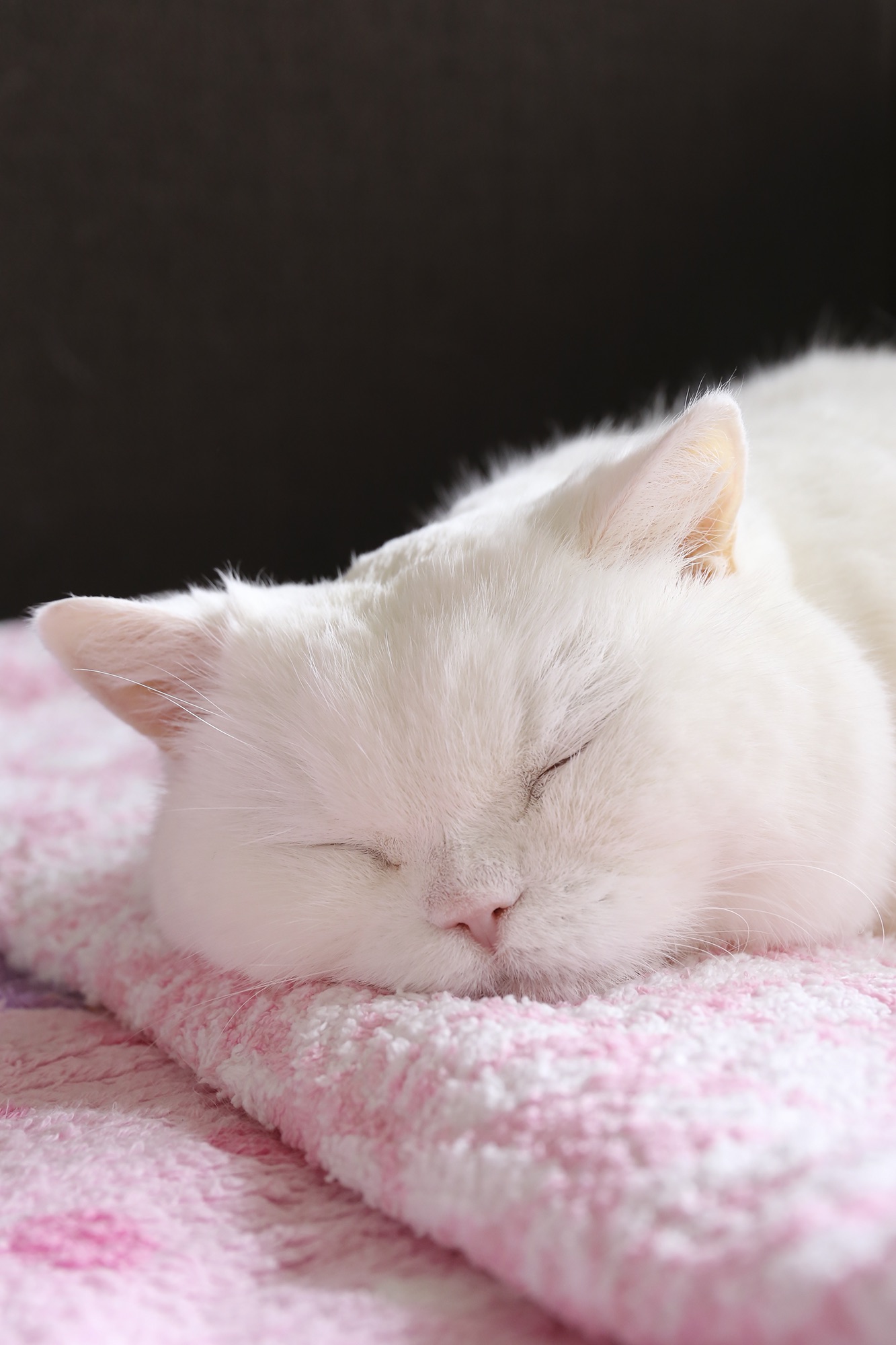 ねこ休み展 春 2018 / JOE_1