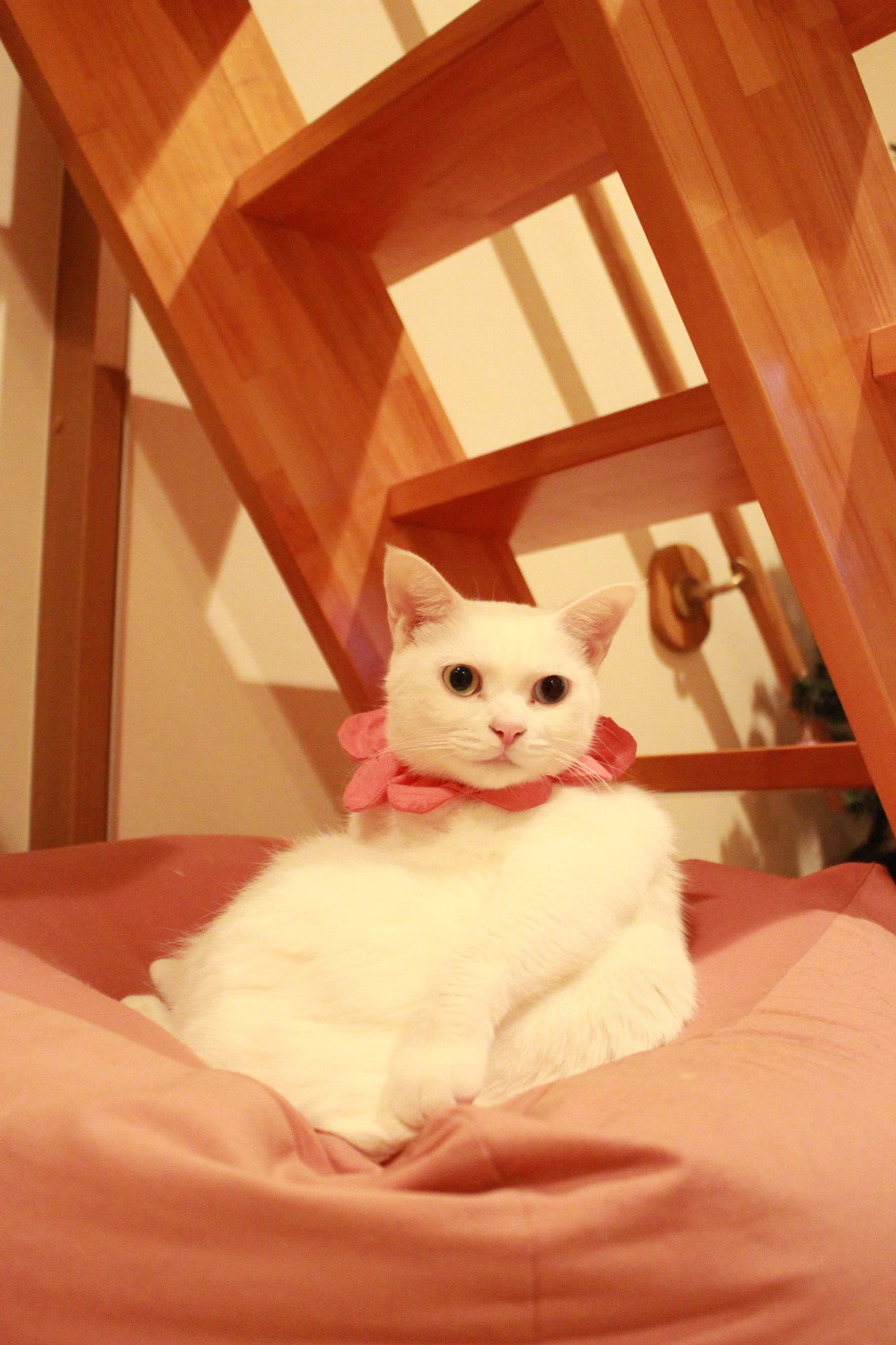 ねこ休み展 春 2018 / Mai Yamamoto_1