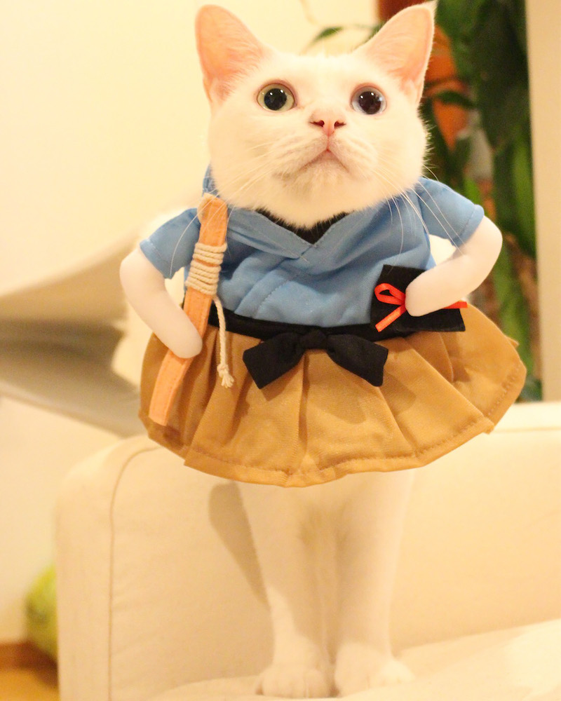 (C)ねこ休み展in大阪 / Mai Yamamoto