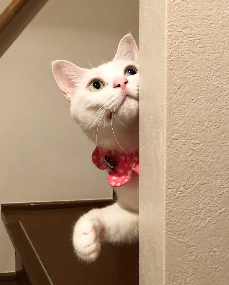 (C)ねこ休み展in大阪 / Mai Yamamoto