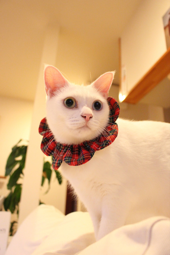 (C)ねこ休み展in大阪 / Mai Yamamoto