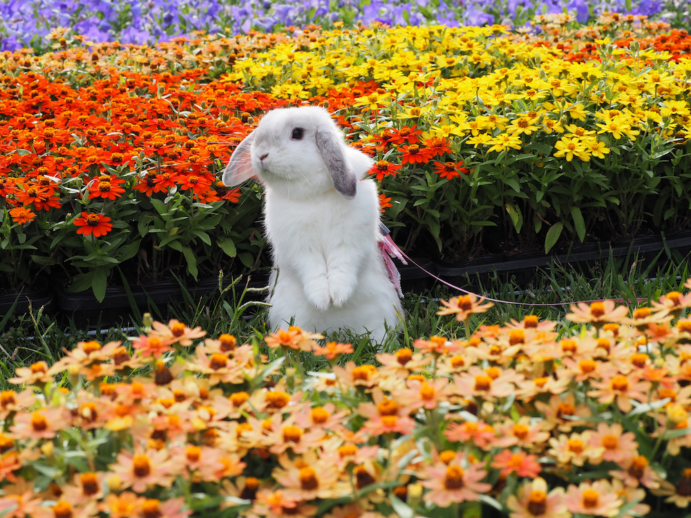 (C)うさぎしんぼる展 in 名古屋／Melody-mama