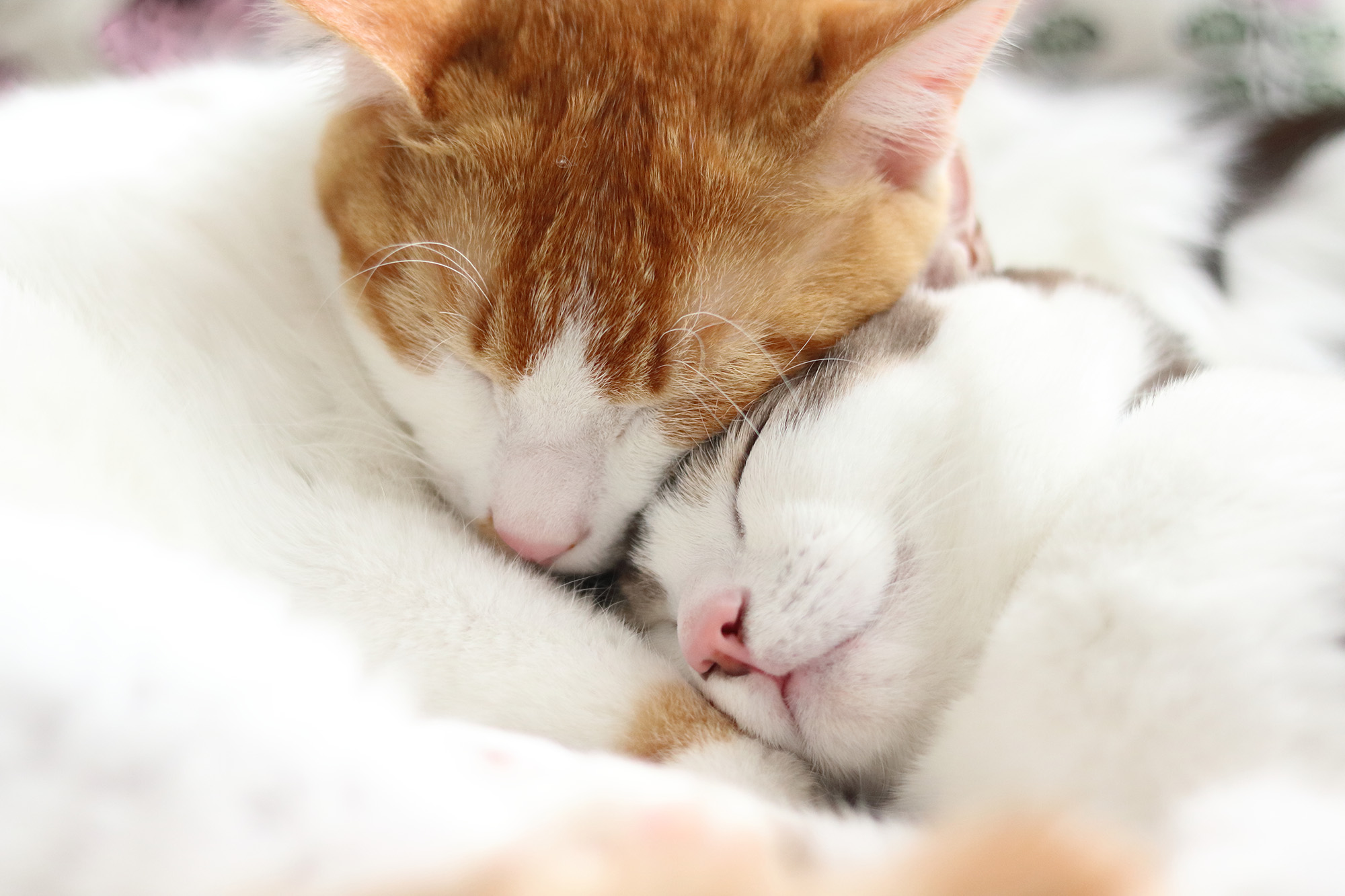 ねこ休み展 春 2018 / Riepoyonn