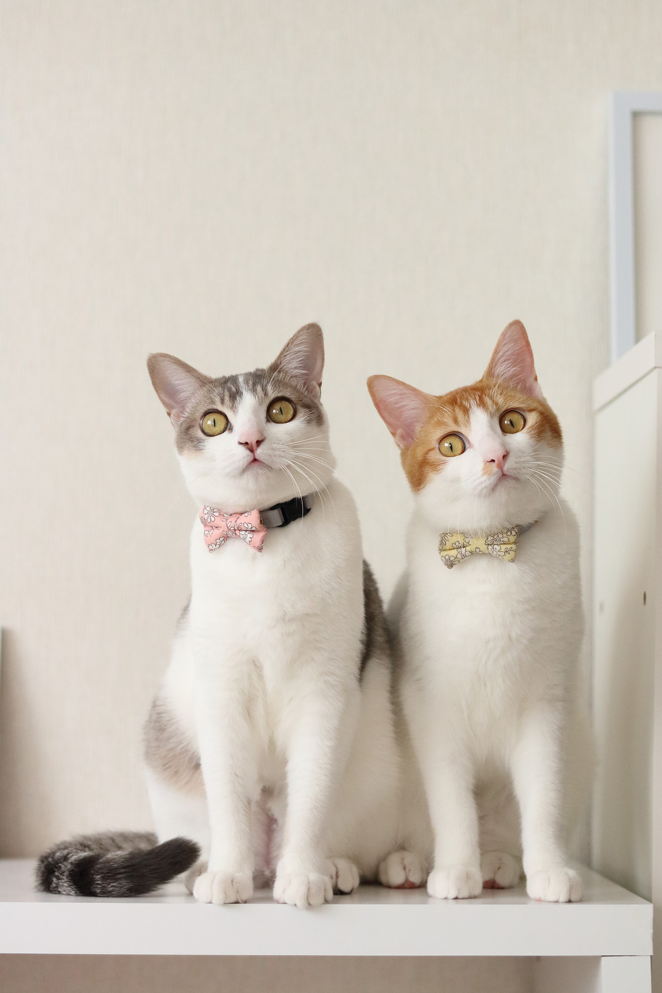 ねこ休み展 春 2018 / Riepoyonn_2