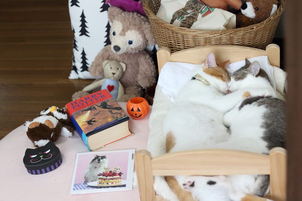 (C)ねこ休み展in大阪 / Riepoyonn