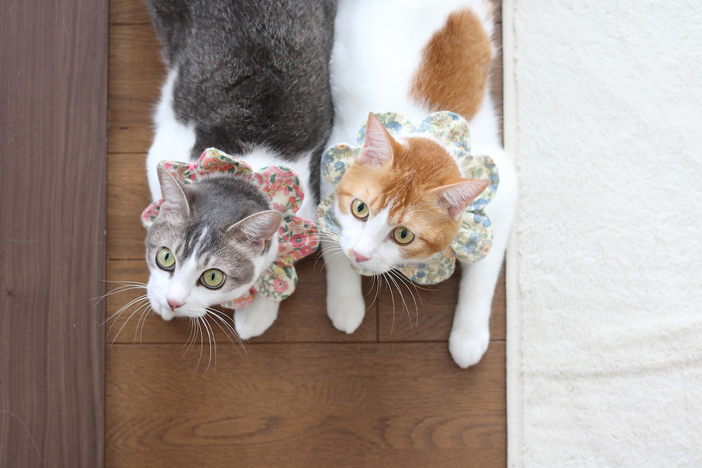 (C)ねこ休み展in大阪 / Riepoyonn