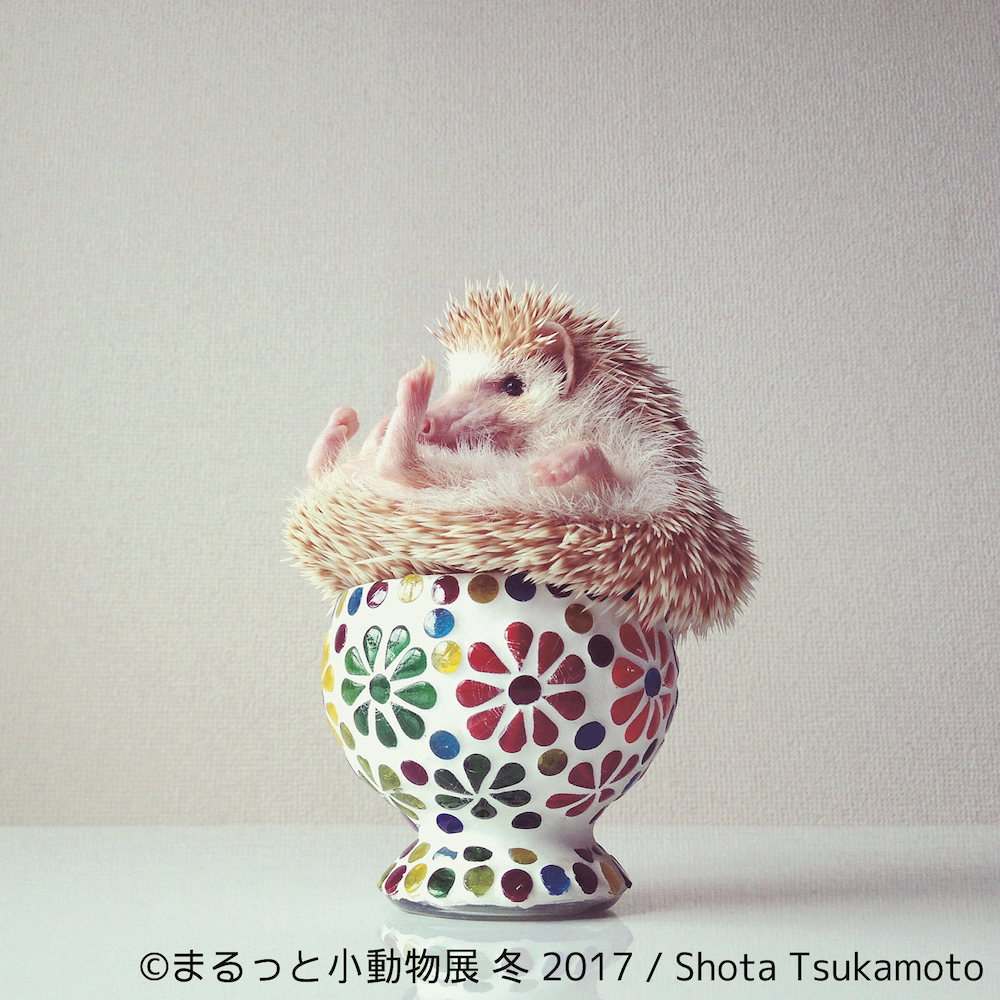 まるっと小動物展 冬 2017