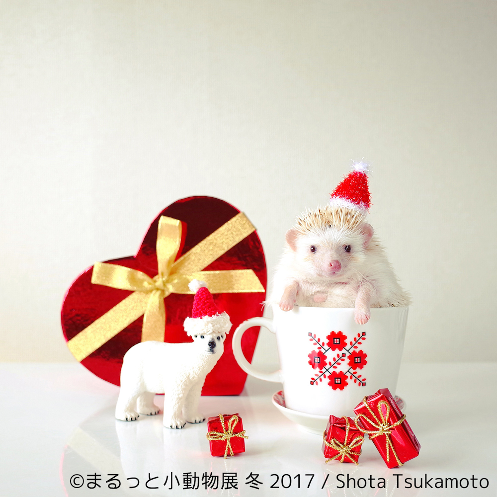 まるっと小動物展 冬 2017