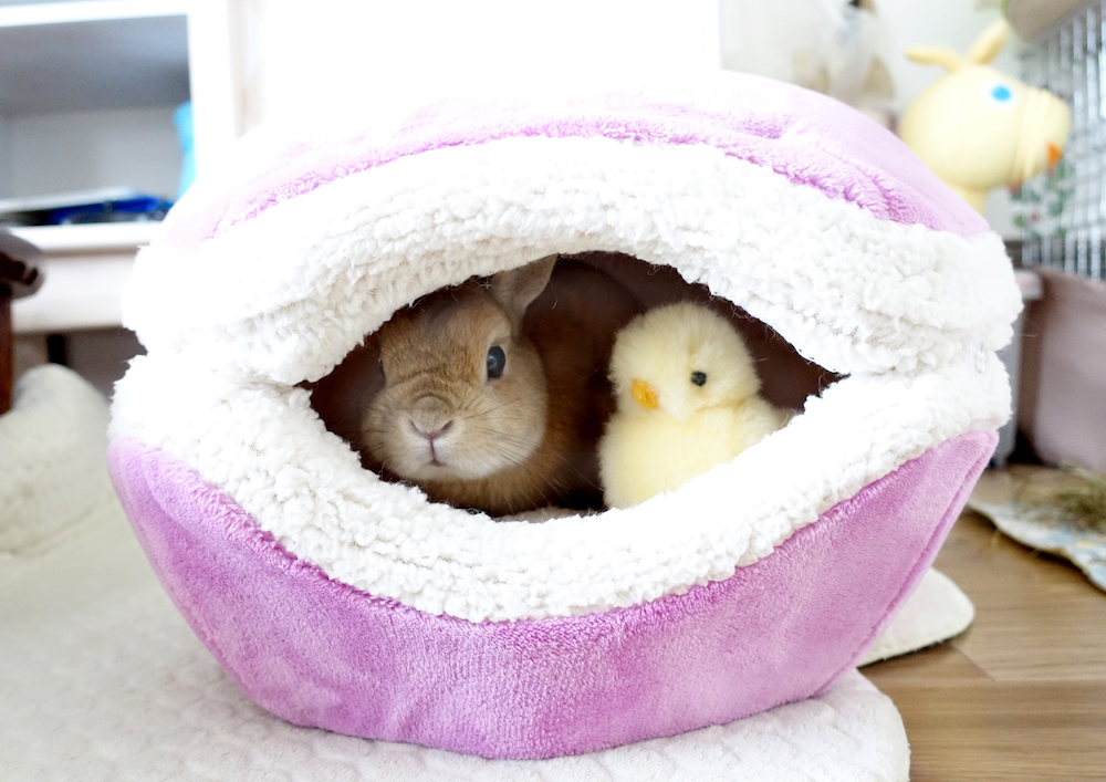 (C)うさぎしんぼる展 in 名古屋／Tomoko Imai