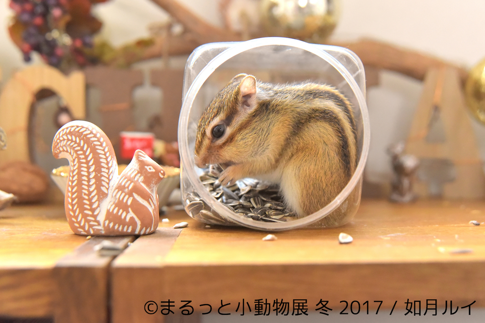 まるっと小動物展 冬 2017