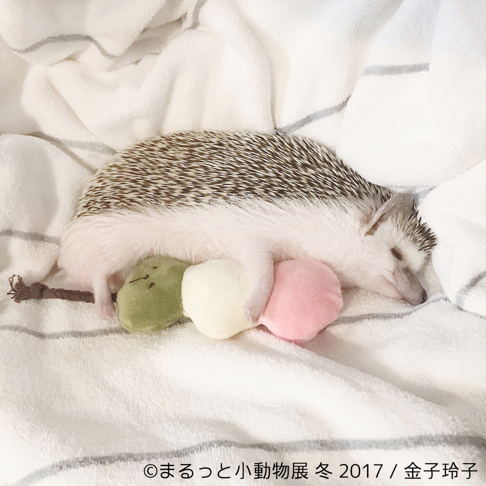 まるっと小動物展 冬 2017