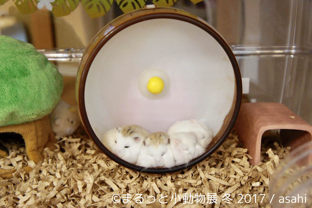 まるっと小動物展 冬 2017