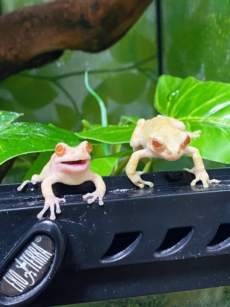 アルビノのアマガエル