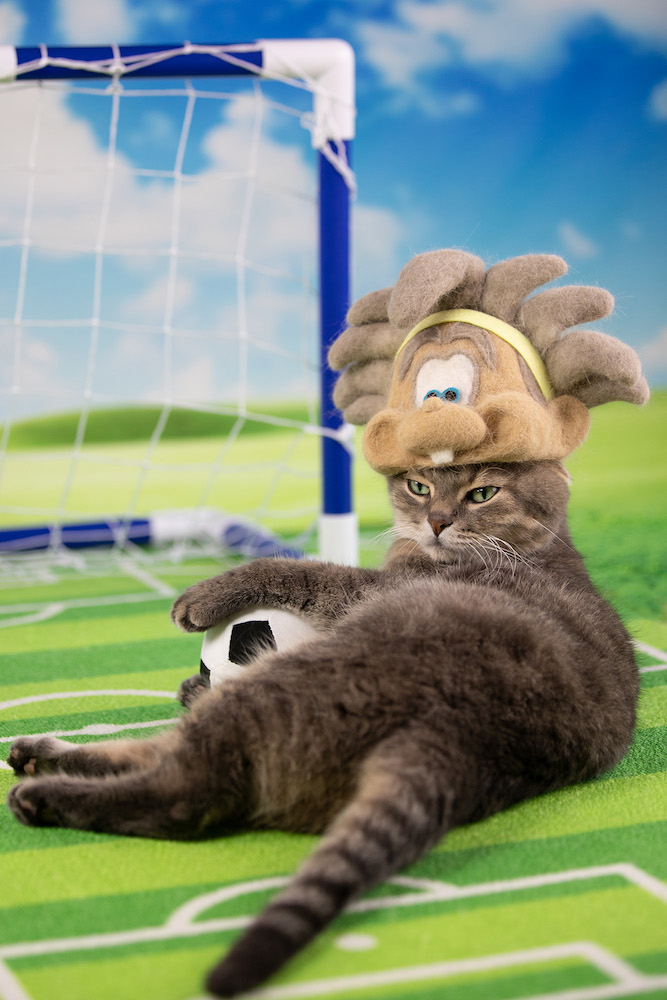 (C)ねこ休み展in大阪 / ガンバボーイ