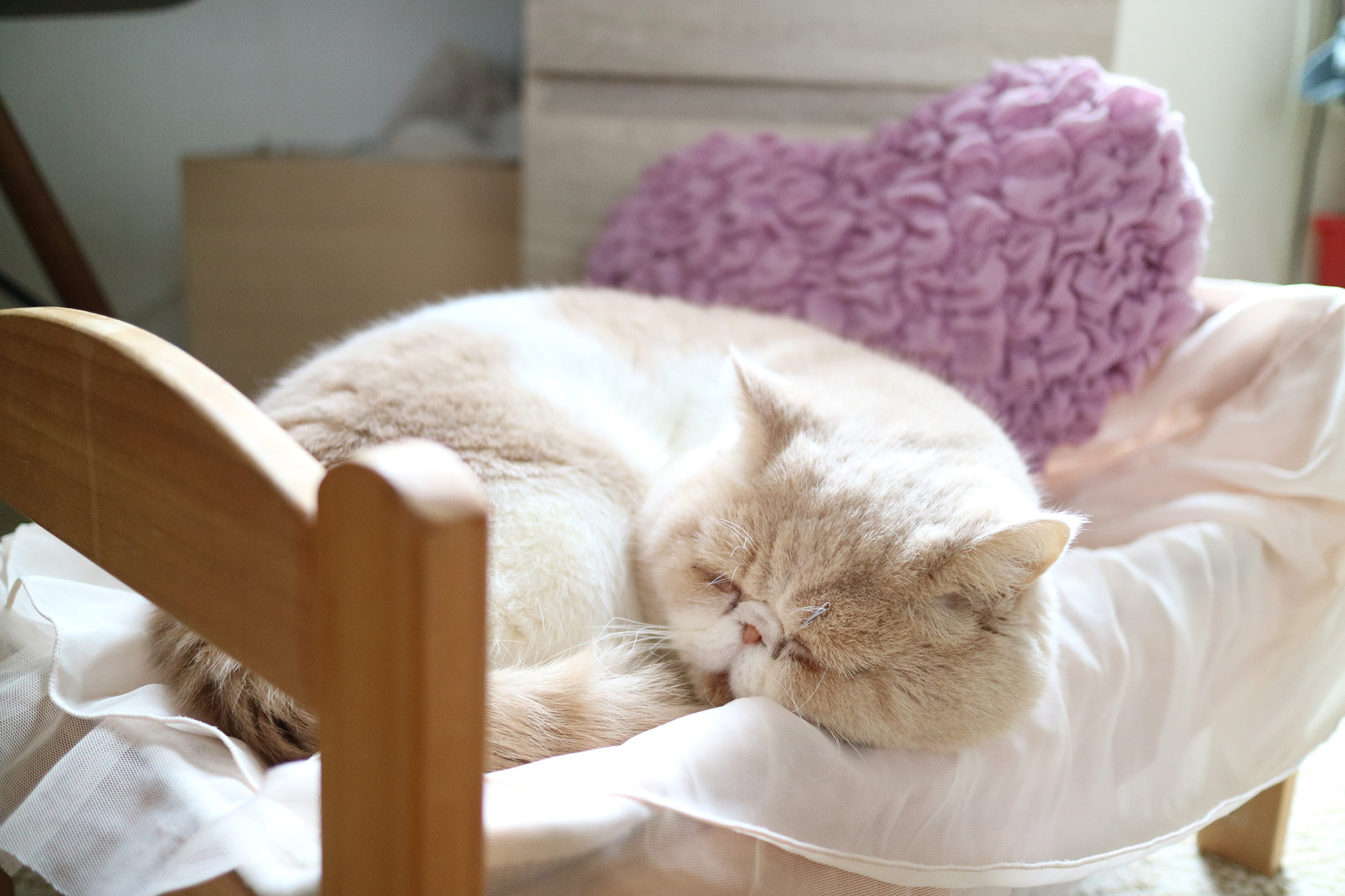 ねこ休み展 春 2018 / ネズミイロのネコとバニラ_1