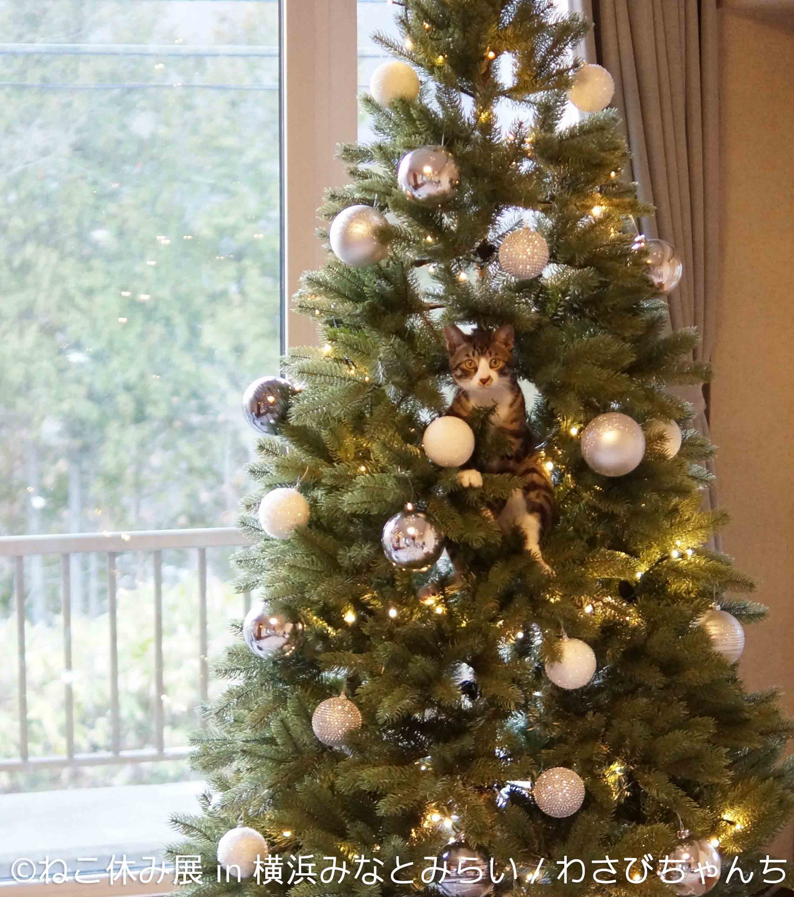 わさびちちゃんちさん