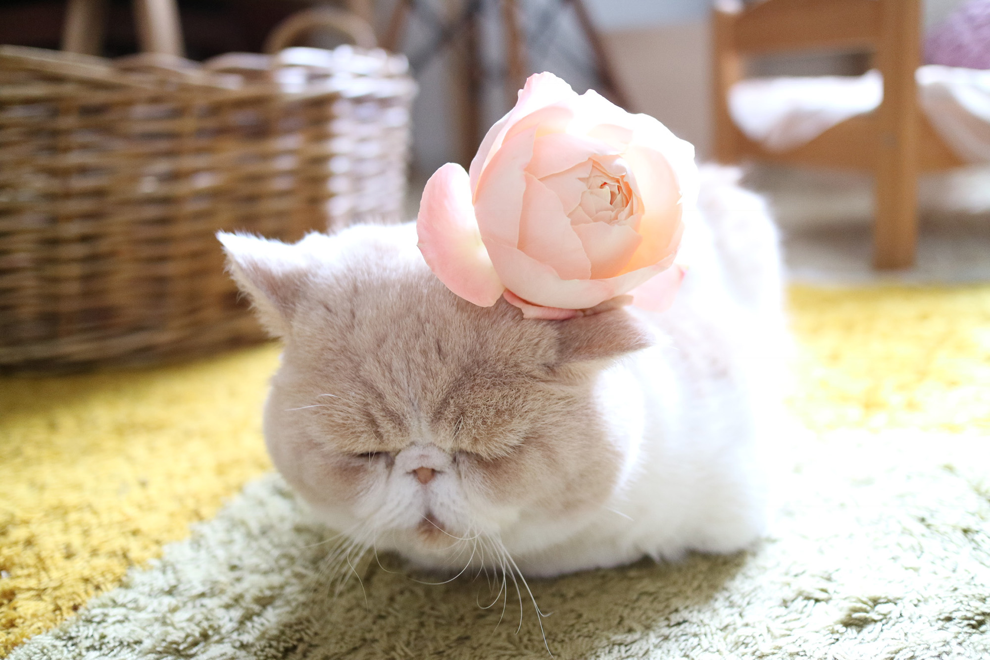 ねこ休み展 春 2018 / ネズミイロのネコとバニラ_3